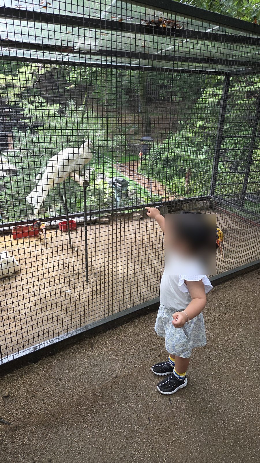 냅인더선샤인 새 우리 앞에 선 아이, 뒤로 흰 공작이 보인다